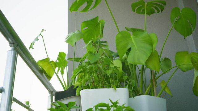 Balcony garden with different plants