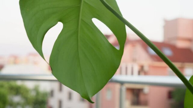 Monstera leaves closeup in balcony garden