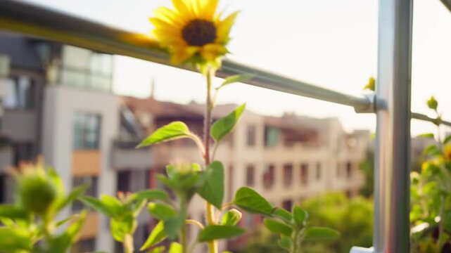 Decorative sunflowers as part of balcony garden
