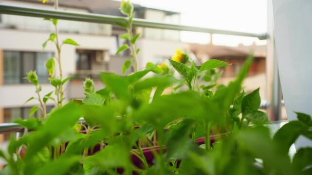 Balcony garden with different plants