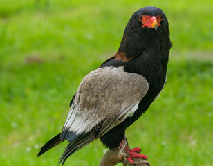 Portrait of a sub-saharan eagle with red and black face