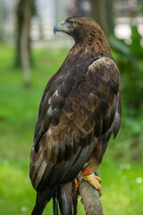 Golden Eagle (Aquila chrysaetos) portrait