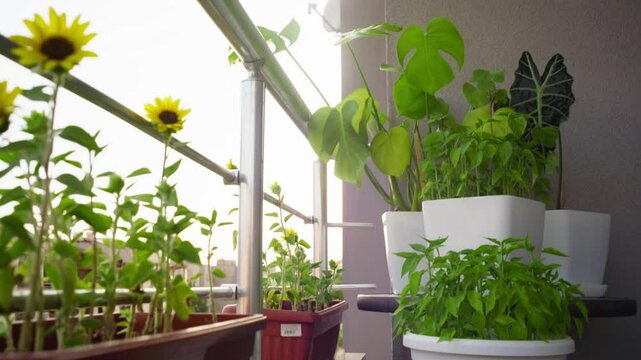 Balcony garden with different plants