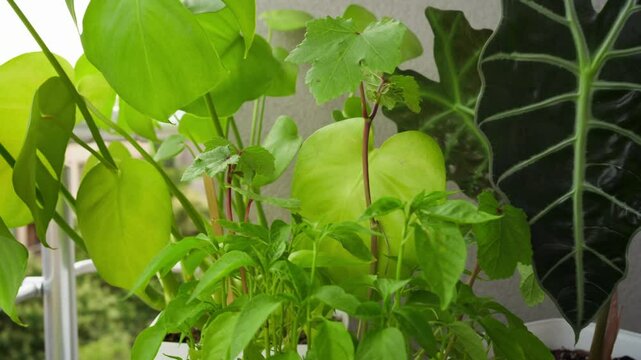 Balcony garden with different plants