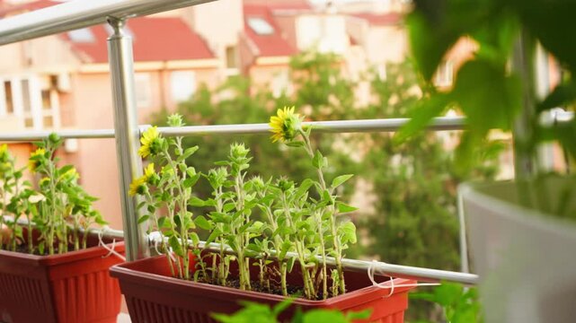 Decorative sunflowers as part of balcony garden