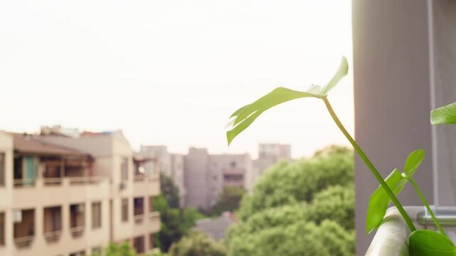Monstera leaves closeup in balcony garden