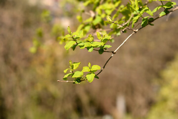 Morows honeysuckle branch with leaves