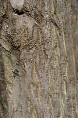Common hornbeam bark detail