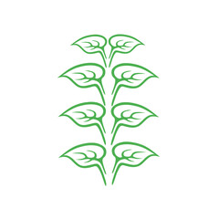 Draw the arrangement of leaves in green