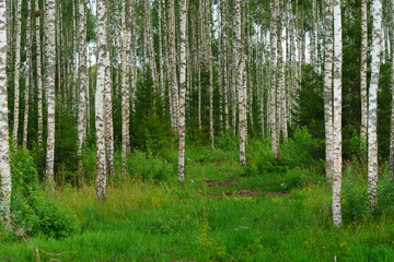 pine forest in the morning