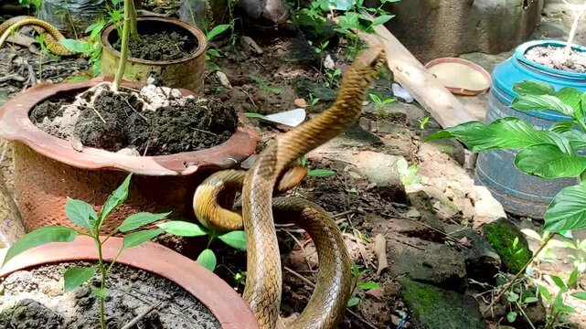 Two Indian rat snakes are mating in an abandoned place in the garden, also known as dhaman, a common colubrid snake species. Dhamans are very large, non-venomous, harmless to humans, and fast-moving s