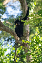 Southern Yellow-cheeked Crested Gibbon - Nomascus gabriellae, beautiful brown gibbon monkey from canopy of tropical forests in Southeast Asia, Vietnam.