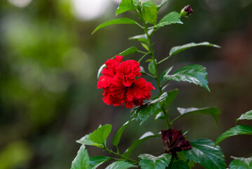 Double Red Hibiscus Bush in green back ground