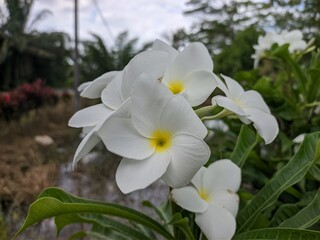white and yellow flowers