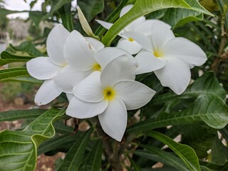 Plumeria pudica white flowers blooming, with green leaves background