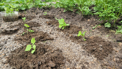 Cucumber seedling planted in to soil. Gardening and growing cucumbers concept. Young sprouts of cucumbers in soil