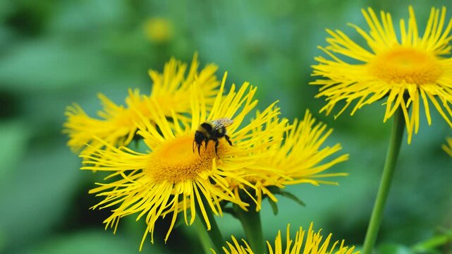 A bumblebee collects nectar from a bright yellow flower of an Inula plant.