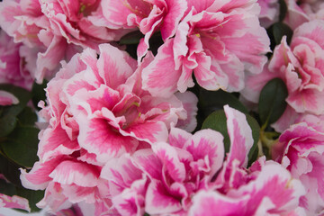 Close-Up of Pink Azalea Blooms