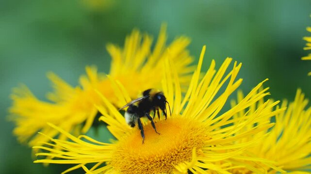 A bumblebee collects nectar from a bright yellow flower of an Inula plant.