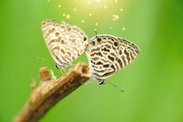 Two butterflies are mating to maintain their species.