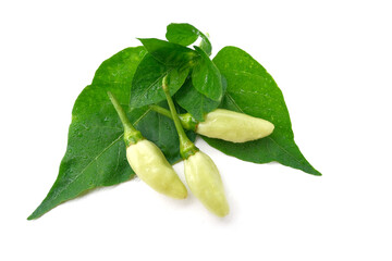 Capsicum frutescens Linn.or Karen Chili arranged on green leaves Isolated on a white background.