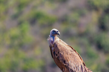 portrait of a vulture close up