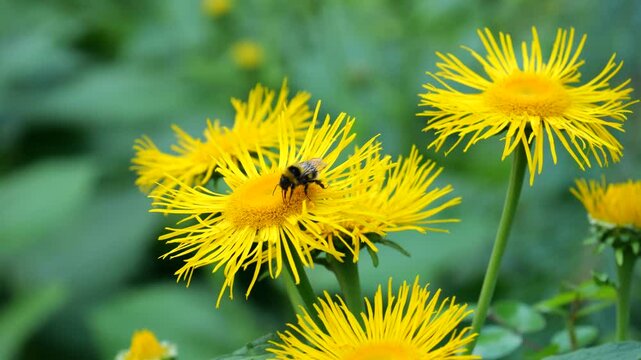 A bumblebee collects nectar from a bright yellow flower of an Inula plant.