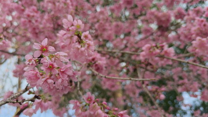 Beautiful pink blossoms on a tree with insects around