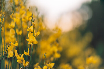 A field of yellow flowers with a blurry background