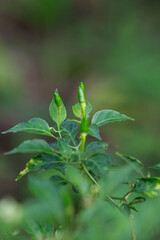 The bird's eye chilli is on the chili tree, Also known as Thai chilli