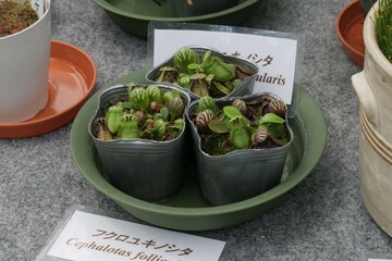 熱帯植物館に展示されている食虫植物