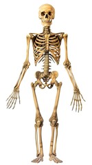 A detailed anatomical representation of a human skeleton standing with arms outstretched