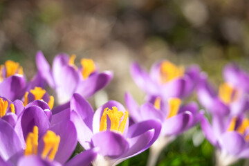 紫のクロッカス