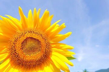 夏の青空と向日葵