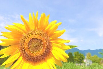 Fototapeta premium 青空と向日葵