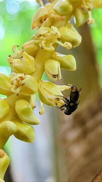 Metallic green sweat bee and a Honey Bee on a coconut flower in a garden close up with pollen and nectar | apis cerana indica | Metallic green sweat bee