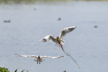 Black headed gulls flying over bird colony with nesting material in mouth. Clean water background