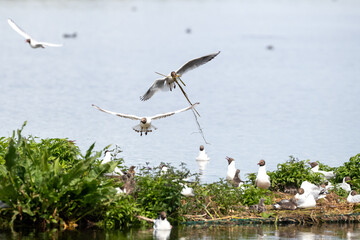 Black headed gulls flying over bird colony with nesting material in mouth.