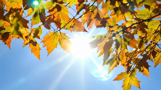 Low-angle shot: Sunlit maple branches with vibrant autumn leaves frame blue sky. Sunbeams filter through foliage, creating warm glow and intricate light patterns. 