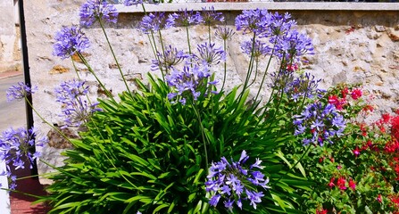 Gros plan sur un bouquet d'agapanthe mauve © CHRISTINE