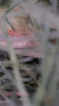 Yellow Eyelash Viper or Bothriechis schlegelii closeup