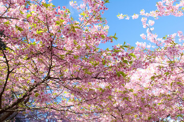 青空と満開の河津桜