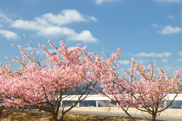 道沿いに咲く河津桜