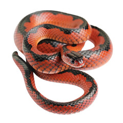 Naklejka premium Colorful Coral Snake Isolated with Transparency, No Background.