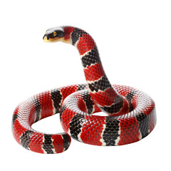 Naklejka premium Isolated Coral Snake with Red and Black Pattern, No Background.