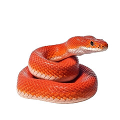 Fototapeta premium Isolated Corn Snake in Vibrant Orange Color with Textured Skin.