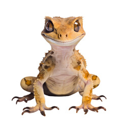 Crested Gecko Sitting Isolated with Smooth Skin and Cheerful Expression.