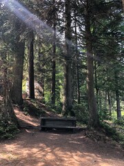 morning in the woods