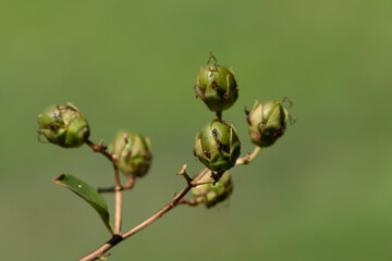 A branch of the crape myrtle (Lagerstroemia indica) with fresh green seeds in July in Mediterranean nature