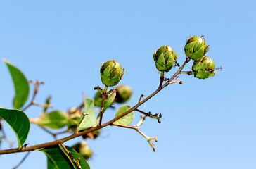 A branch of the crape myrtle (Lagerstroemia indica) with fresh green seeds in July in Mediterranean...